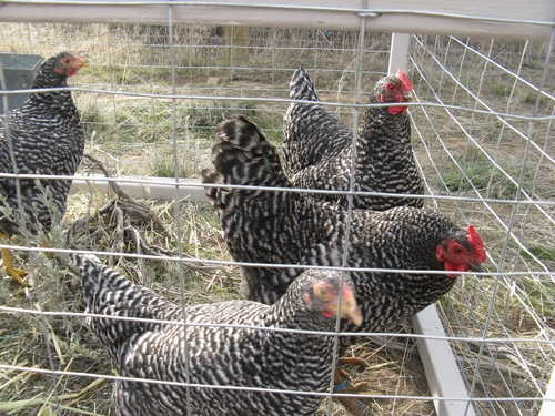 http://www.greyclick.com/dominiques/pullets_030911/pullets_01.jpg