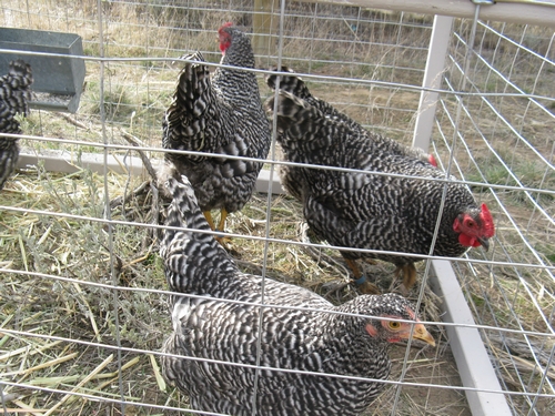 http://www.greyclick.com/dominiques/pullets_030911/pullets_03.jpg