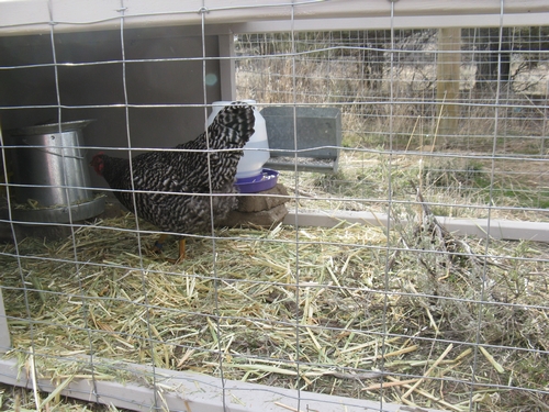 http://www.greyclick.com/dominiques/pullets_030911/pullets_05.jpg