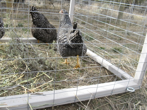 http://www.greyclick.com/dominiques/pullets_030911/pullets_13.jpg