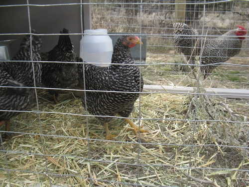 http://www.greyclick.com/dominiques/pullets_030911/pullets_14.jpg