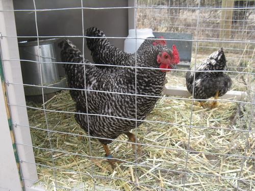 http://www.greyclick.com/dominiques/pullets_030911/pullets_19.jpg